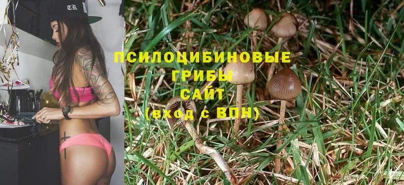 Галлюциногенные грибы Cubensis  OMG сайт  Яровое 